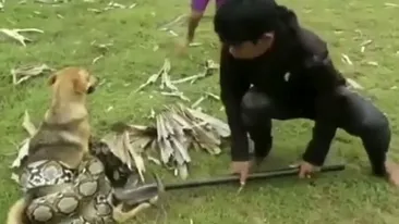 Imagini dramatice! Trei copii înceară să-și salveze câinele atacat de un șarpe uriaș
