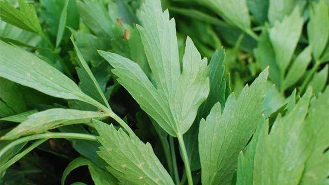 Beneficiile uluitoare ale leuşteanului! Medicament redutabil, doctorii din toată lumea au dat ok-ul!