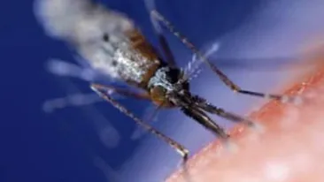 Tantarul care nu poate fi ucis da batai de cap cercetatorilor!