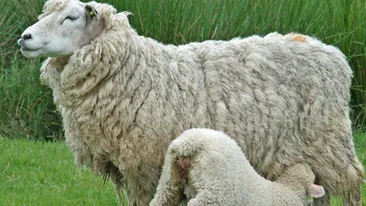 Cum arata creatura jumatate oaie, jumatate capra! Oamenii de stiinta au ramas uluiti