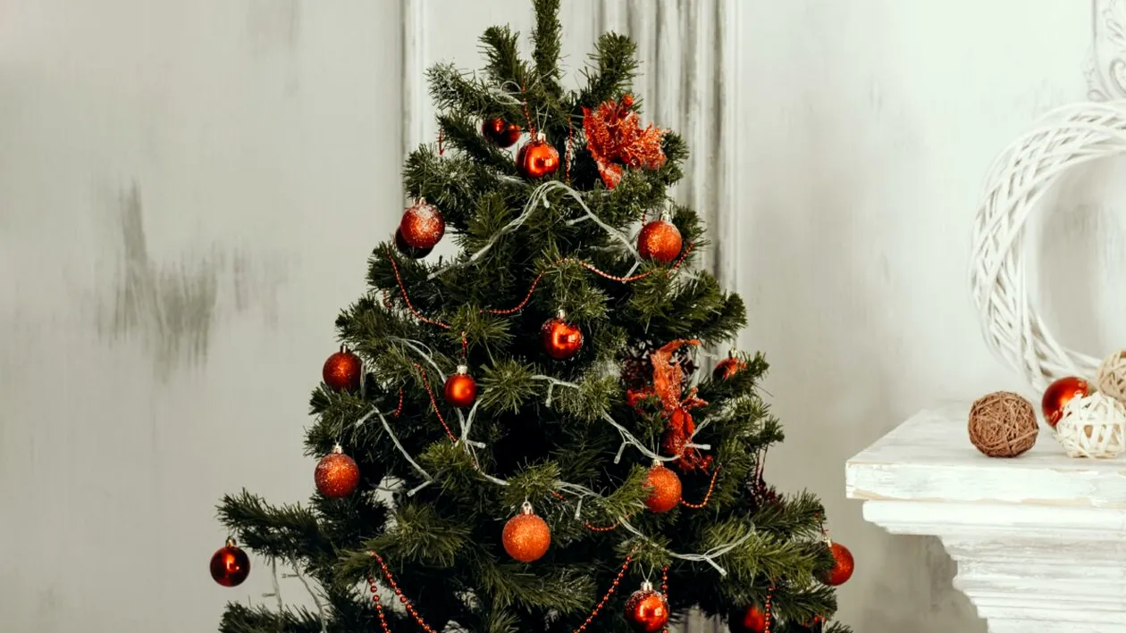 O, brad frumos! Istoria unui simbol care a traversat imperii, credințe și secole