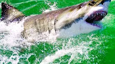 Rechinii ataca duminica