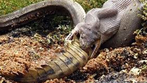 Batalie intre un crocodil si un sarpe! Nu o sa-ti vina sa crezi cine castiga!