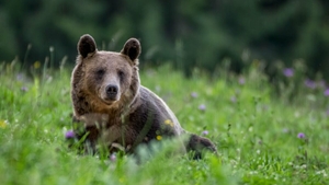 Cruzime de neînțeles în Argeș! Un șofer a vrut sa lovească o ursoaică și puii în timp ce mergea pe Transfăgărășan