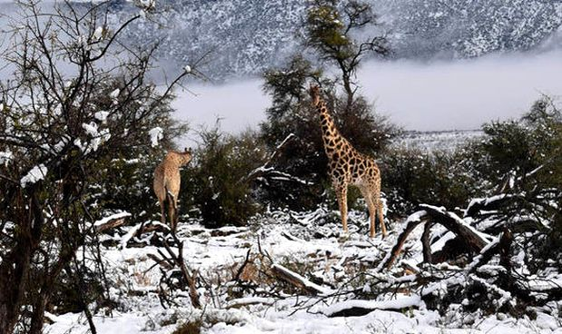 Clima o ia razna! A nins în Africa de Sud! Primele imagini cu animalele suprinse de zăpadă (video + foto)