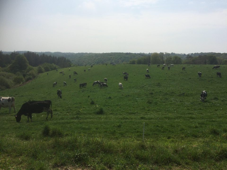Ferma Simonei are 53 de hectare