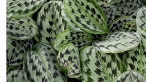 Planta care se roagă există și nu e scumpă deloc! Dar de ce se numește așa?