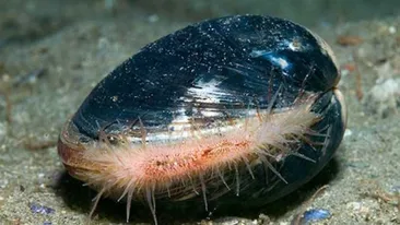 Are 400 de ani! Este cel mai batran animal din lume!