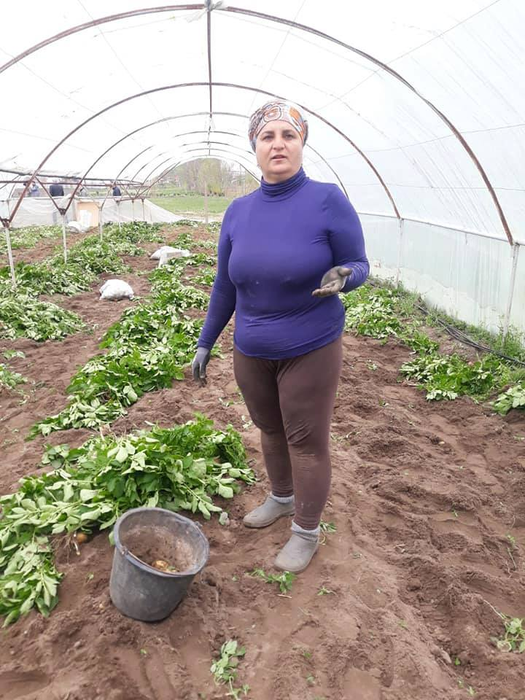 Fermierii din Călărași-Dolj au strâns prima recoltă de cartofi noi