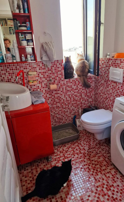 Felinele lui Mihai Trăistariu se bucură de o viață frumoasă în apartamentul acestuia foto: TikTok