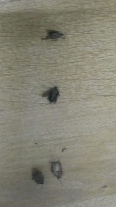 Diverse insecte îi așteptau pe cursanți în camere  (Foto: Europol)