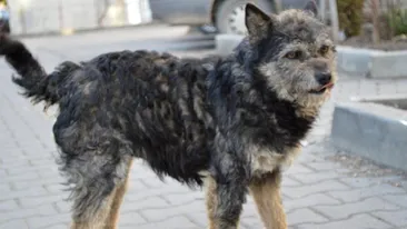 Copil de sapte ani, la spital după ce fost muscat de un câine! Animalul a scăpat din curtea unui localnic