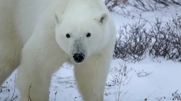 Test de cultură generală. Ce culoare are blana ursului polar, de fapt