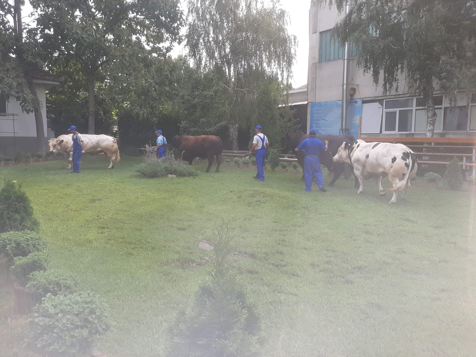 Tăticii viţeilor din aproape toată ţara sunt răsfățați la o fermă din Dolj