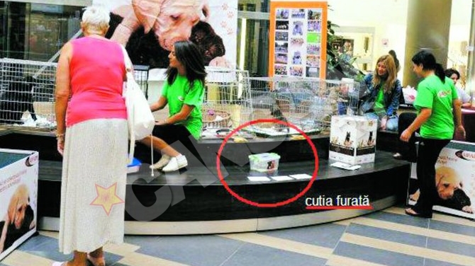 Lovitura pentru membrii unei asociatii de protectie a animalelor! Le-au furat cutia cu donatii