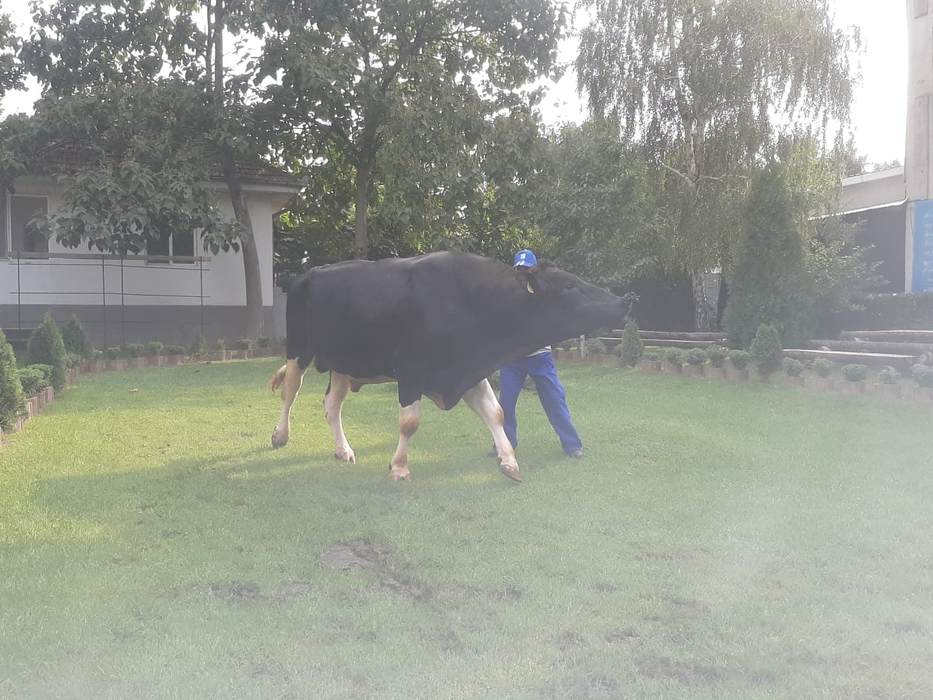 Taurii din Dolj sunt tăticii celor mai mulți dintre vițeii din România