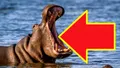 Care este cel mai periculos animal din lume?