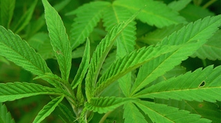 Tobosarul trupei Cortez, retinut de DIICOT pentru comercializare de cannabis! El sustine ca e colaborator Mandinga, dar reprezentantii trupei neaga