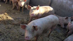 Incident la Vaslui! Porcul de Crãciun i-a mâncat degetele lui Mihãiţă, când a vrut să îl scoată din coteţ