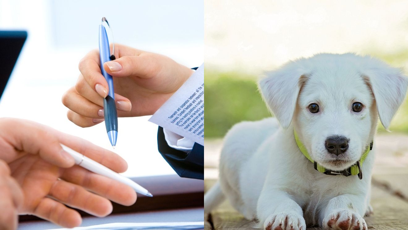 N-ai fi crezut! Idei de afaceri bizare care au „lipici” la clienți. Printre ele se numără un restaurant pentru câini