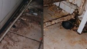 Imaginile groazei! Ce au găsit inspectorii ANPC într-un restaurant chinezesc din București