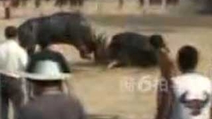 VIDEO CRUZIME FARA LIMITA! Luptele intre tauri a devenit sport national!