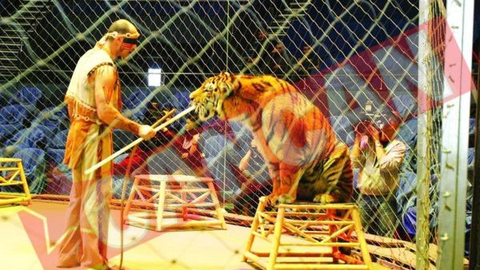 Un tigru si-a atacat dresorul in arena Circului Globus