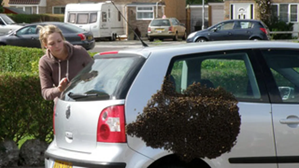 Si-a gasit masina acoperita de albine