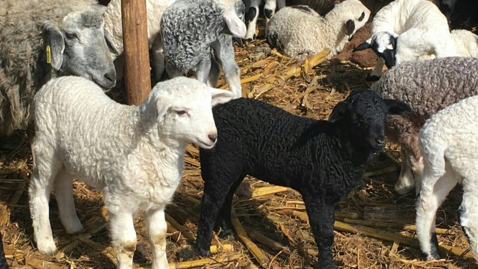 Iată cât costă un kilogram de carne de miel, dar şi preparatele tradiţionale de Paşte pe site-urile de vânzari