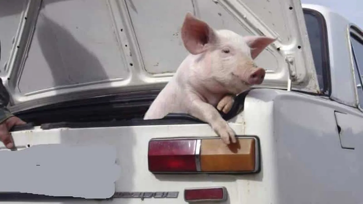 Atenție, șoferi! Poliţia română e cu ochii pe voi până la Crăciun. Amenzile sunt usturătoare