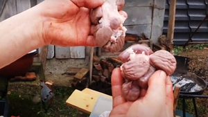 Proprietarului nu i-a venit să creadă! Porcul sacrificat de Crăciun în Sălaj avea 14 rinichi
