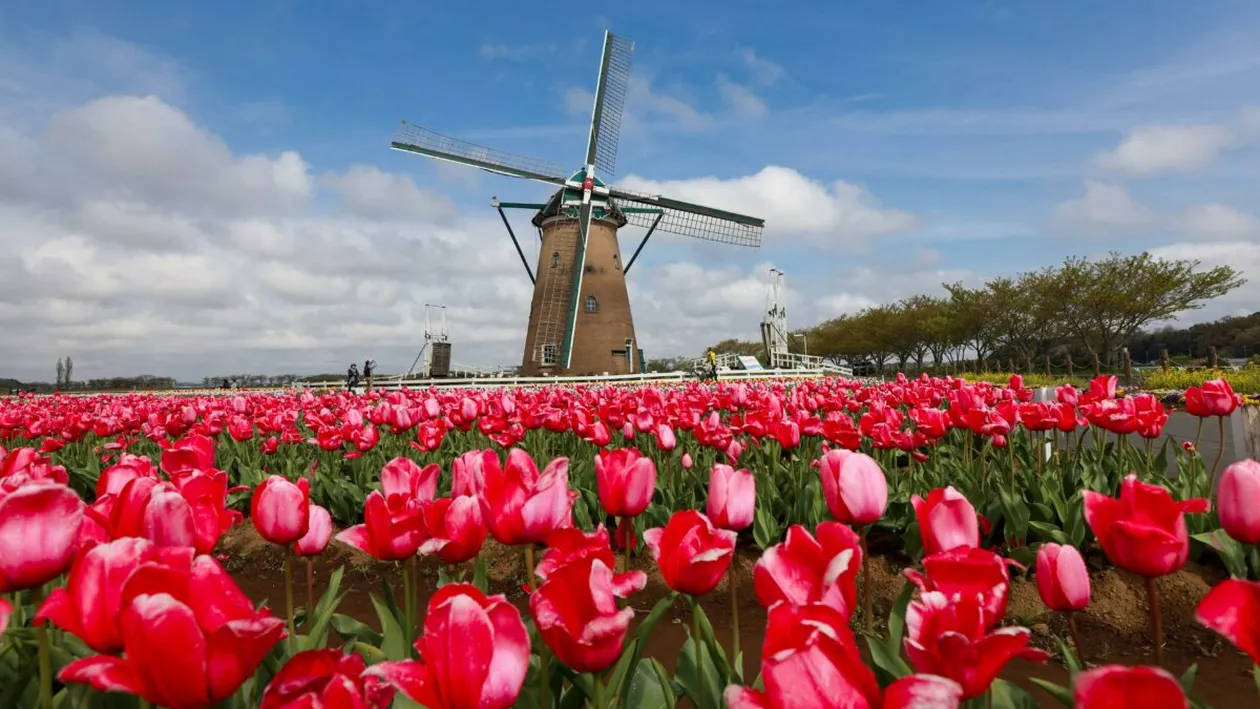 Tulip Mania: momentul din istorie când un bulb de lalea costa cât o casă în Amsterdam. Care a fost motivul prețului exagerat?