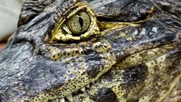 Crocodil prins abia dupa 2 ani de cand a evadat de la gradina zoologica