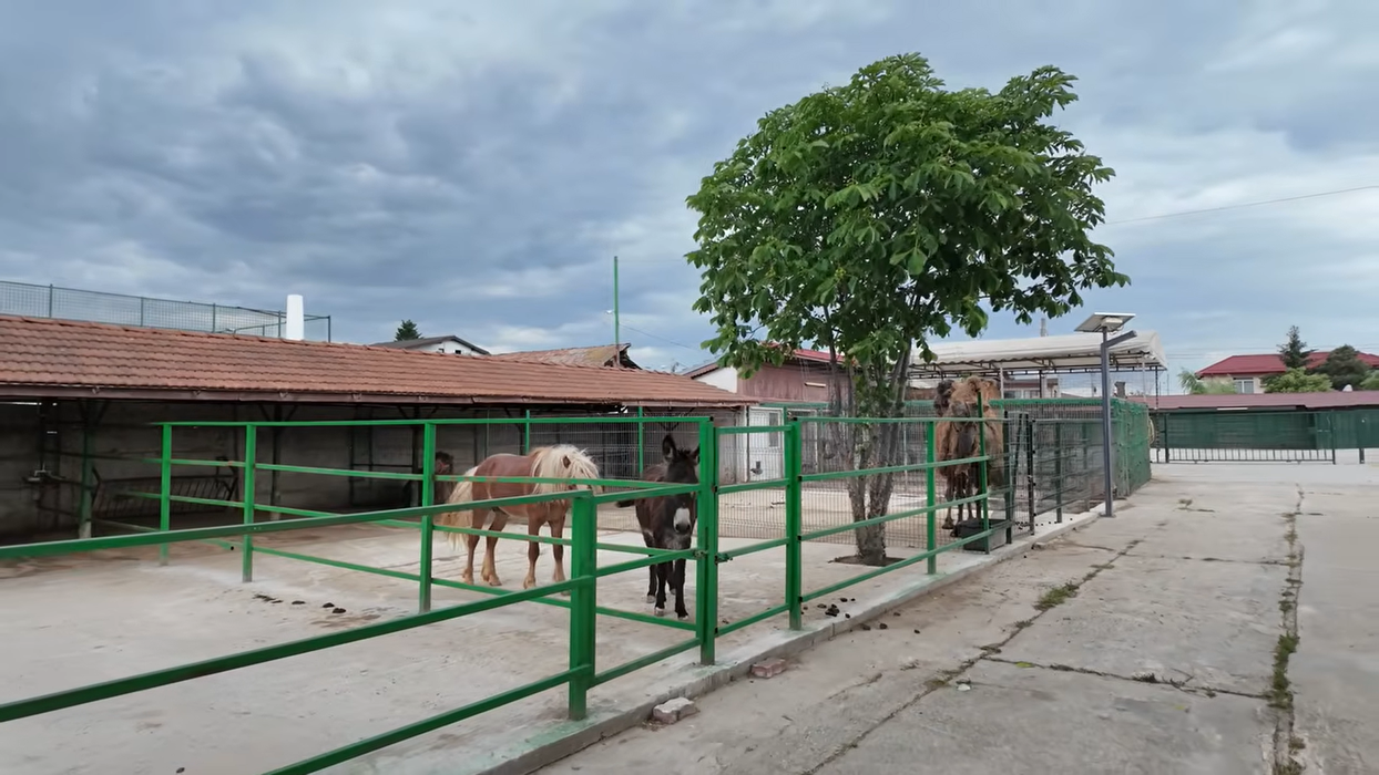 Acasă la Nuțu Cămătaru. Cum arată domeniul de 5 hectare din Rahova? Specii inedite de animale și cea mai mare piscină din București