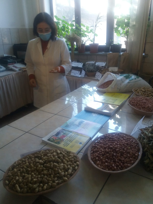 Cercetătorii au apelat la culturi exotice pentru a valorifica solul nisipos din zonă