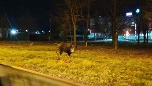 Oamenii au rămas șocați! Au dat nas în nas cu un porc mistreț, într-un hipermarket din Bacău