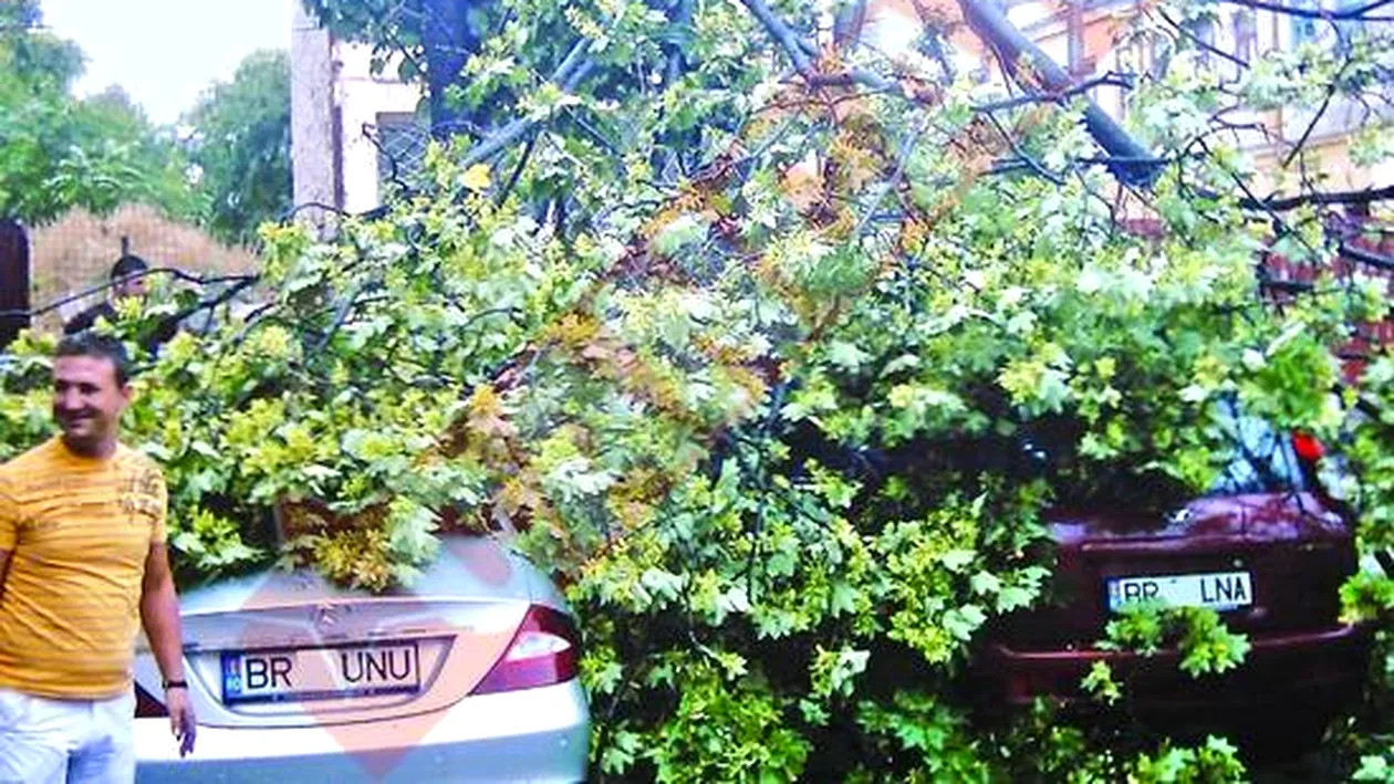 Copac prabusit peste masinile unui deputat si a unui viceprimar