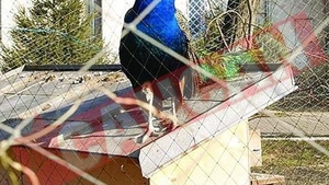 Politia de Frontiera si-a facut Gradina Zoologica