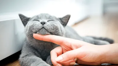 Ce înseamnă când pisica te frământă cu lăbuțele. 10 semne care arată ca felină ta te iubește