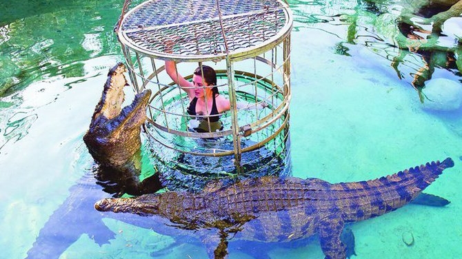 In cusca, printre crocodili