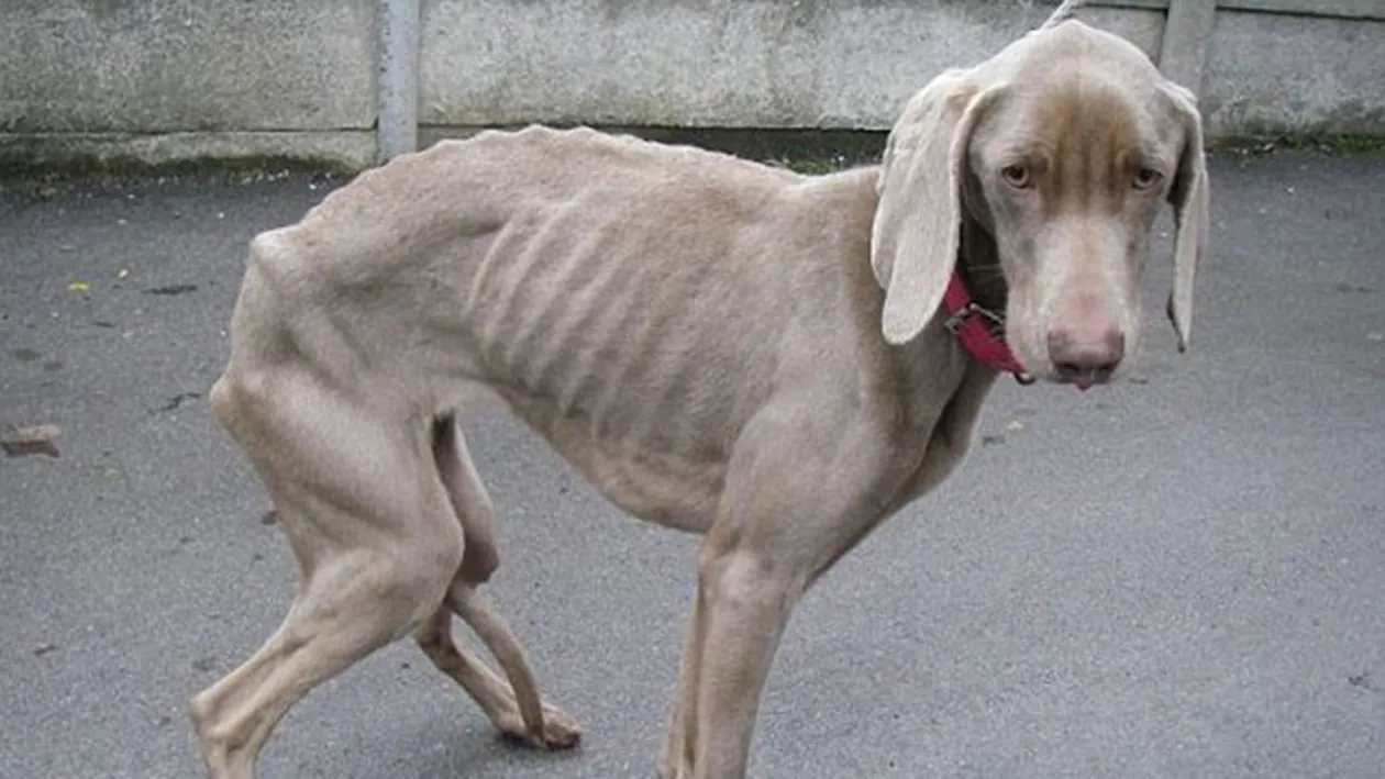 Imaginile astea te vor revolta! Si-au infometat cainele timp de sase saptamani! Animalul a ajuns un sac de oase