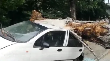Trei dintr-o lovitură! Un copac imens s-a prăbuşit în această dimineaţă într-o parcare din Argeş peste trei maşini staţionate în zonă. VIDEO