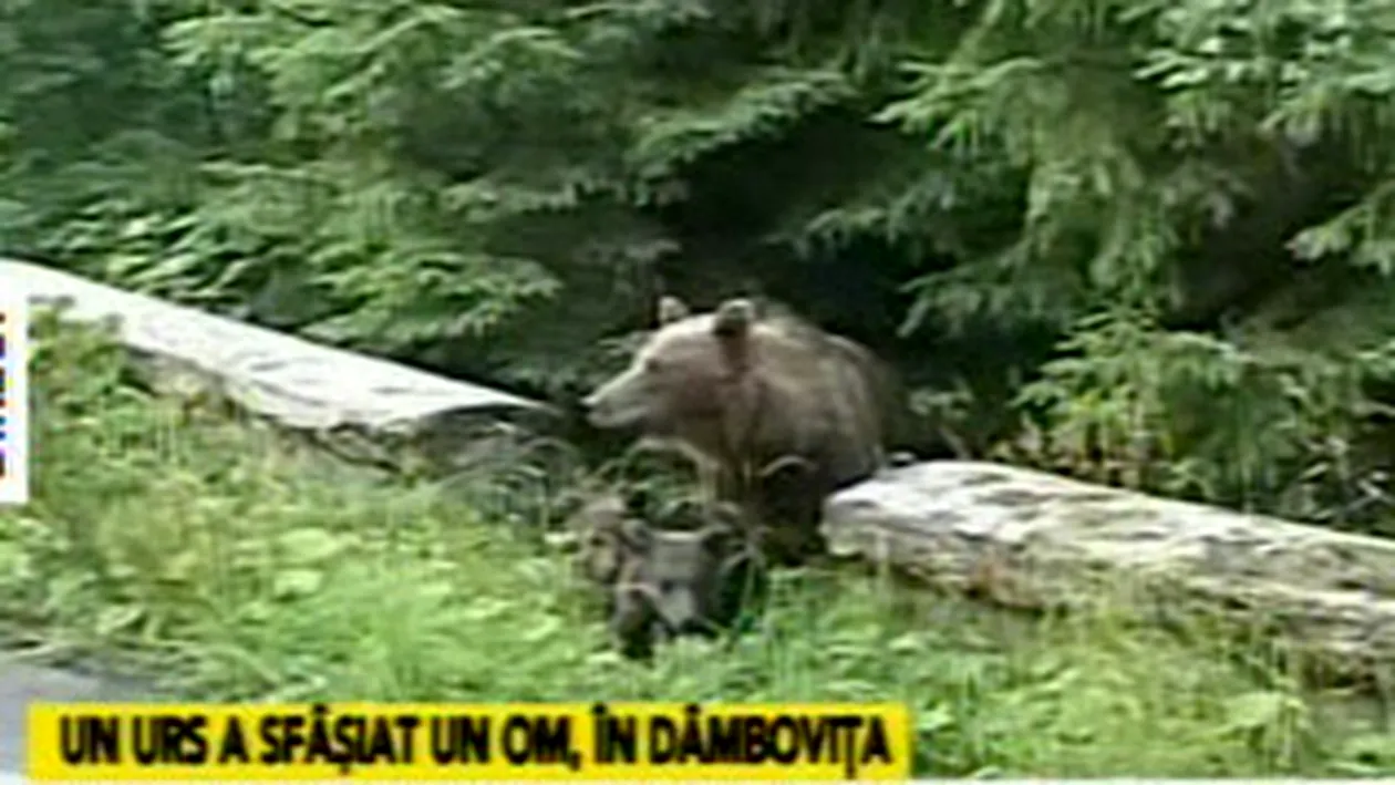 Barbat ucis de urs intr-o localitate din Dambovita! Victima avea 64 de ani