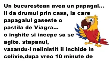 BANCUL ZILEI | Un bucureștean avea un papagal. Îi dă drumul prin casă și găsește o pastilă de Viagra