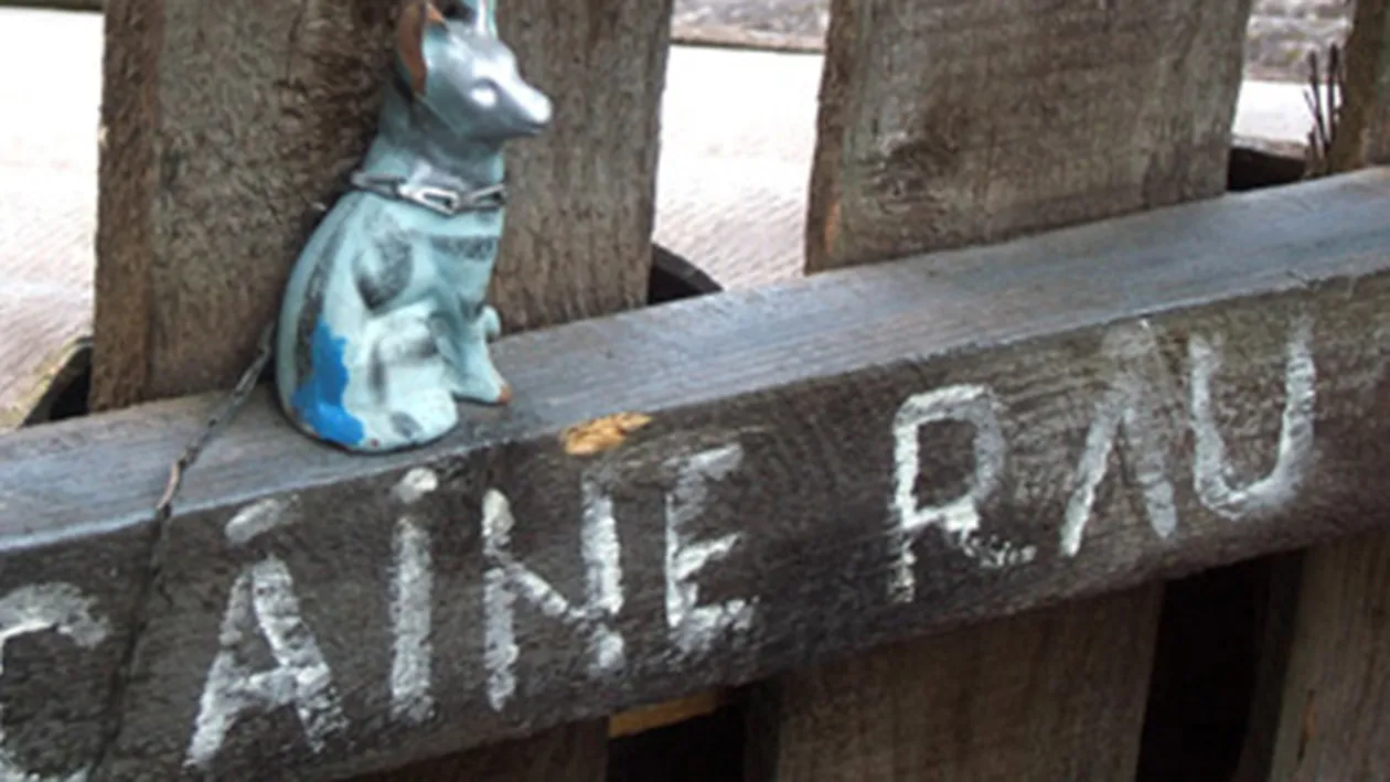 BANCUL ZILEI: Tache, Mache si ... Caine rau....