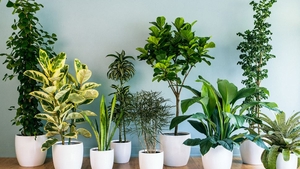Plantele care combat igrasia. Absorb umezeala și curăță eficient aerul din casă