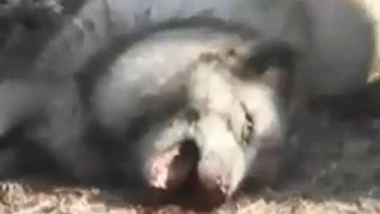 Monstruos! Iata cum sunt jupuite niste animale pentru cizme UGG