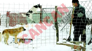 Au scos de sub nameti cainii de la Glina