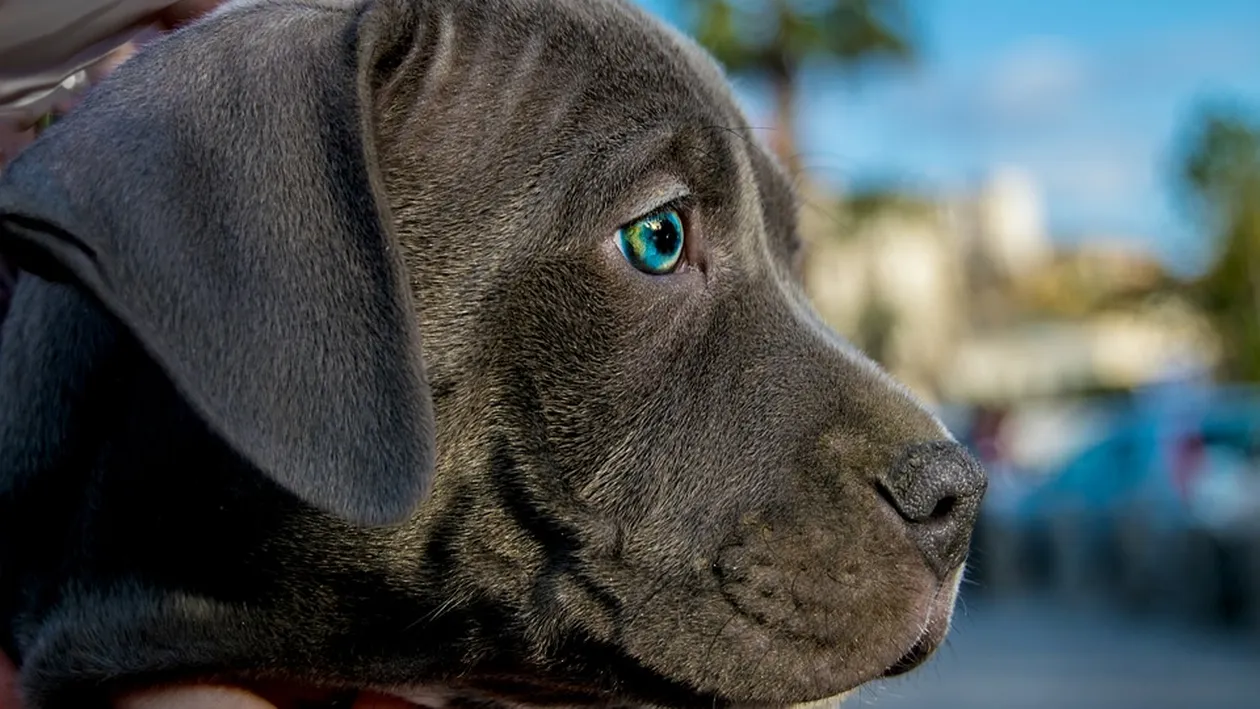 O fetiță de 11 ani și-a sacrificat viața pentru cățelușii ei. A intrat în casa care arde pentru a îi salva