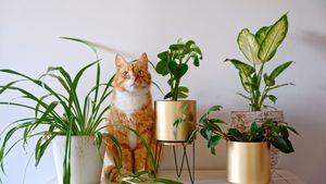 Plantele pe care mulți români le țin în casă fără să știe pericolul. Pot fi toxice pentru câini și pisici